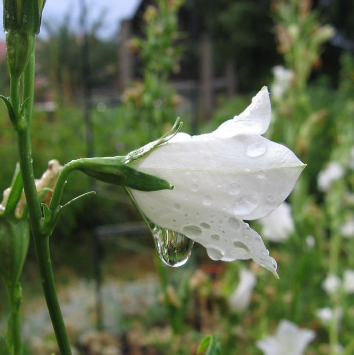 Bellflower White with Drop Of Water close-up on blurred background