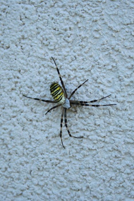 wasp spider on the white wall