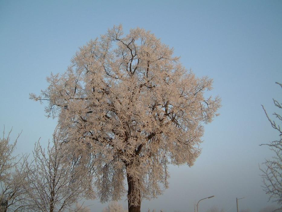 goodly Winter Ice