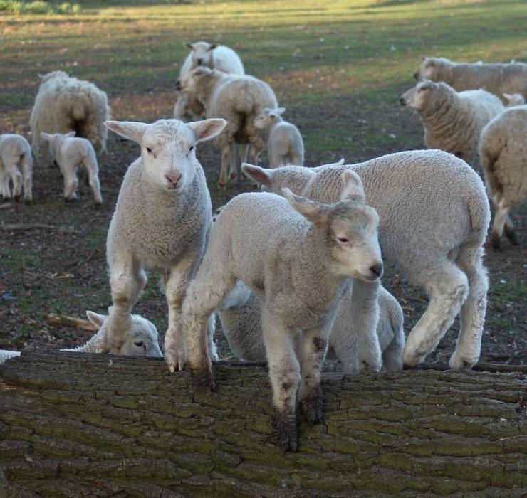 impressively beautiful Sheep Schäfchen