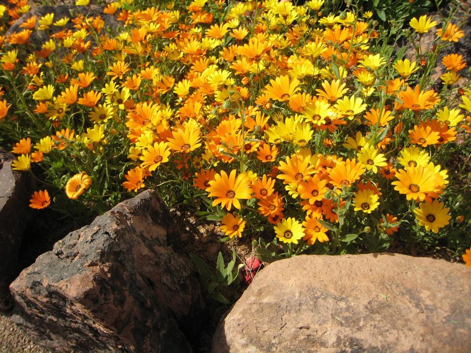 photo of orange marigold in a flower bed