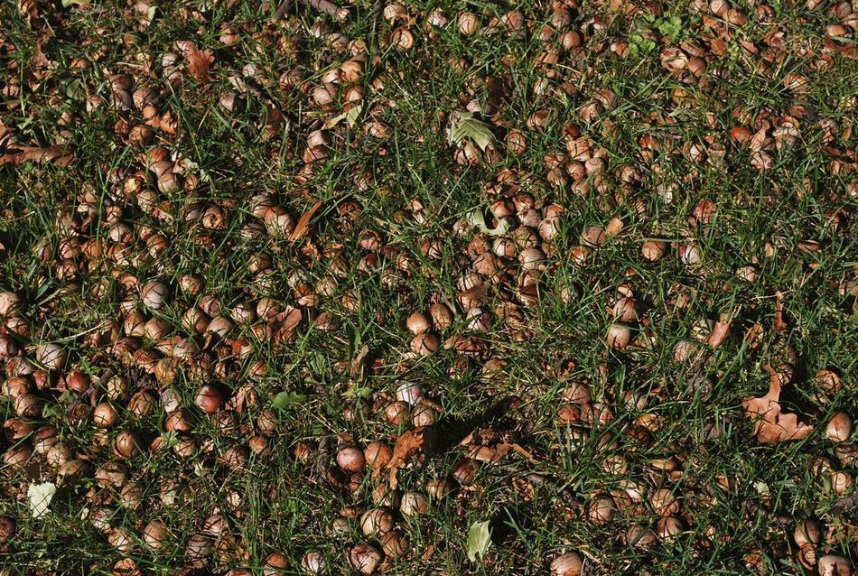 Acorn Grass Nuts