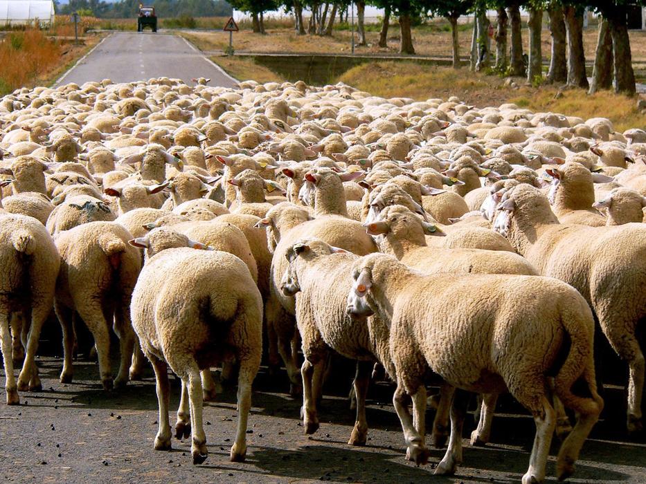 Sheep Livestock road