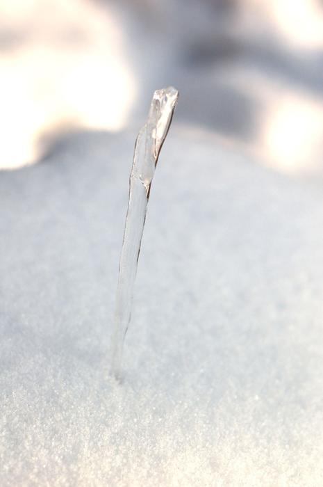 small Icicle in Snow