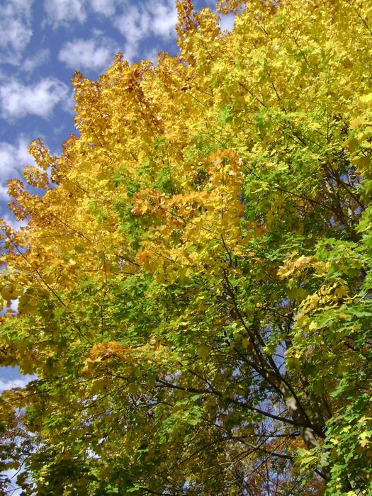 Autumn Color tree free image download