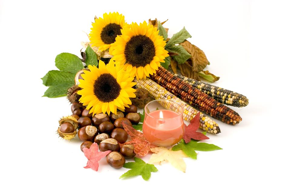 Sunflowers Conker