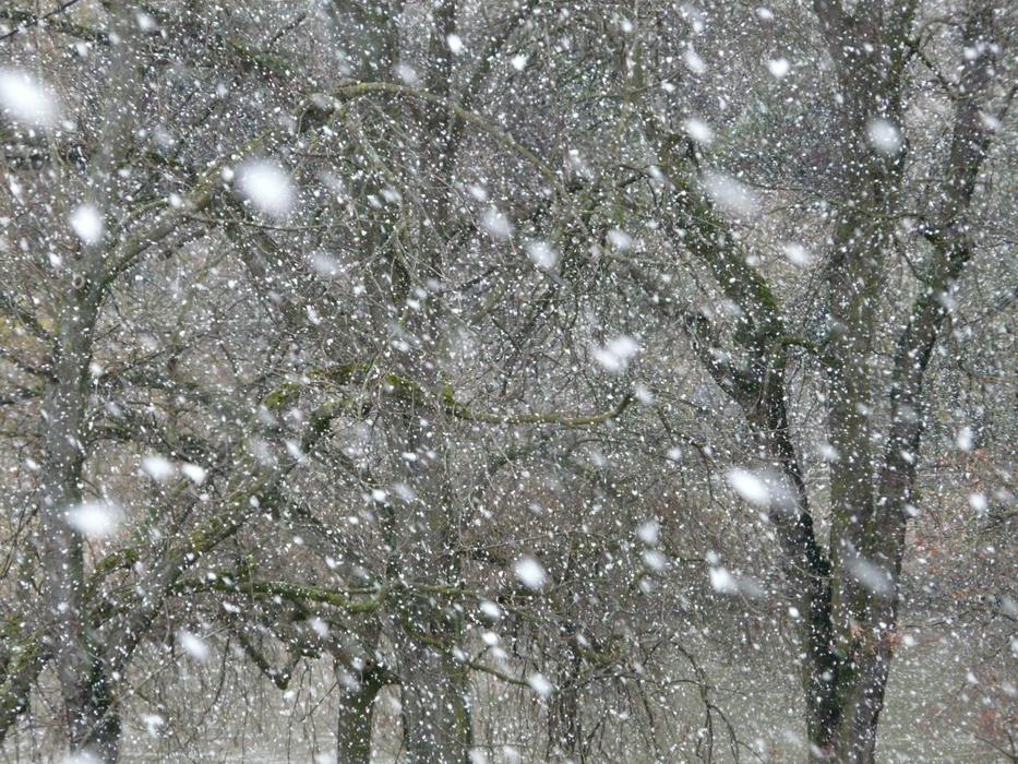 photo of a winter blizzard in the park