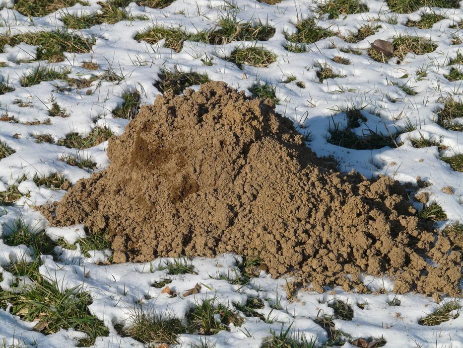 ground above the mole's hole