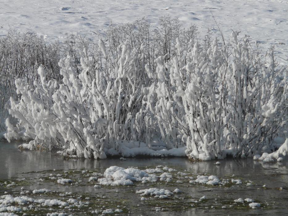 hoarfrost on dry plants at water