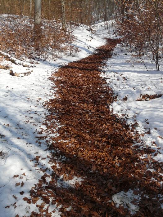 Path Trail Winter