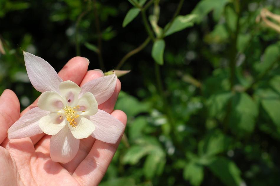 pink flower in human hand