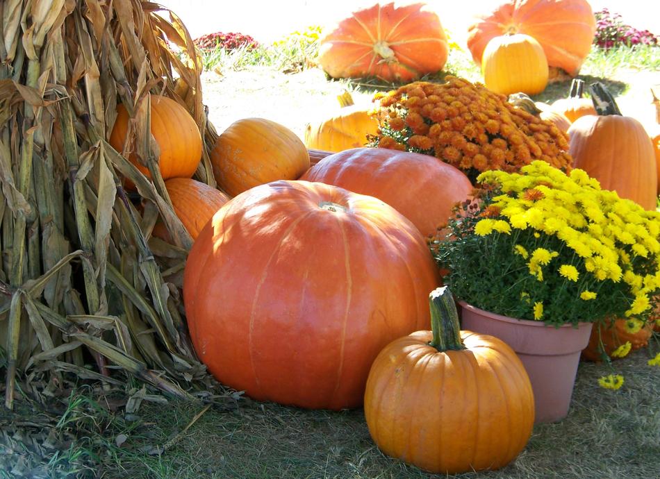 Pumpkins Flowers