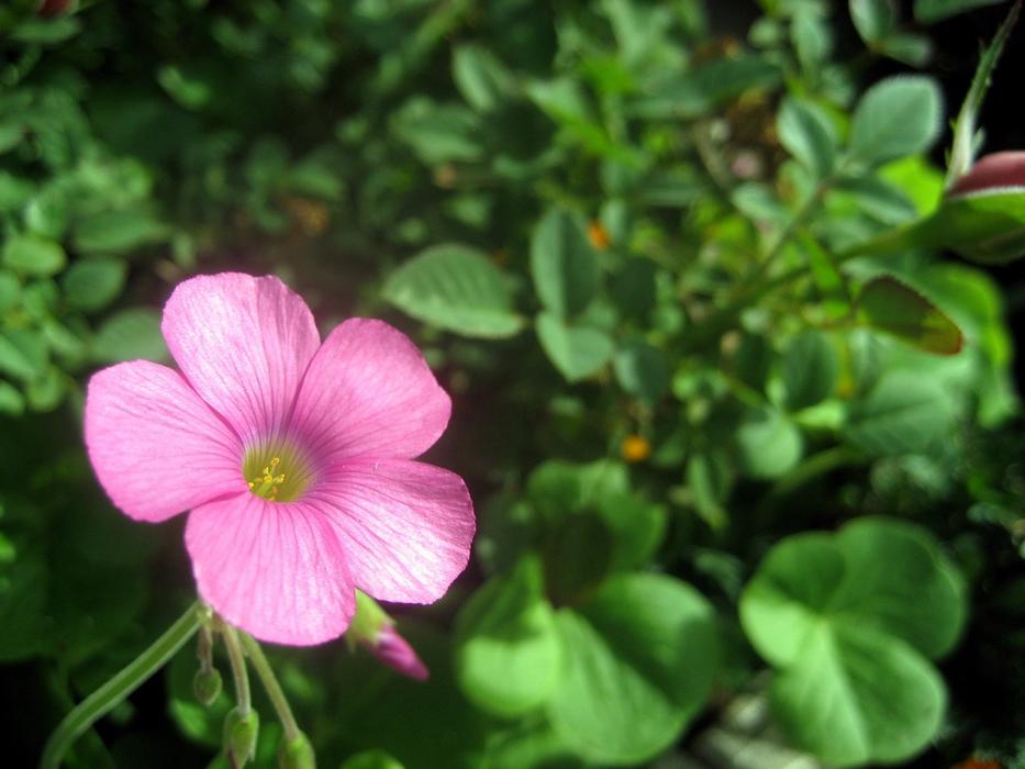 absolutely beautiful Pink Geranium Cranesbills