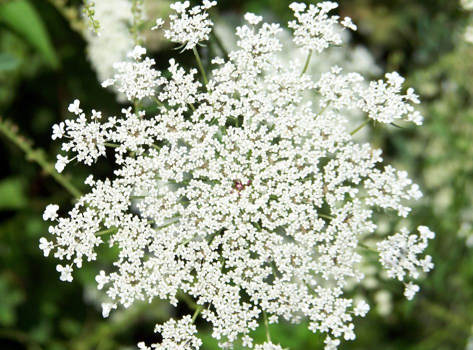 unusually beautiful Flower Queen Anne