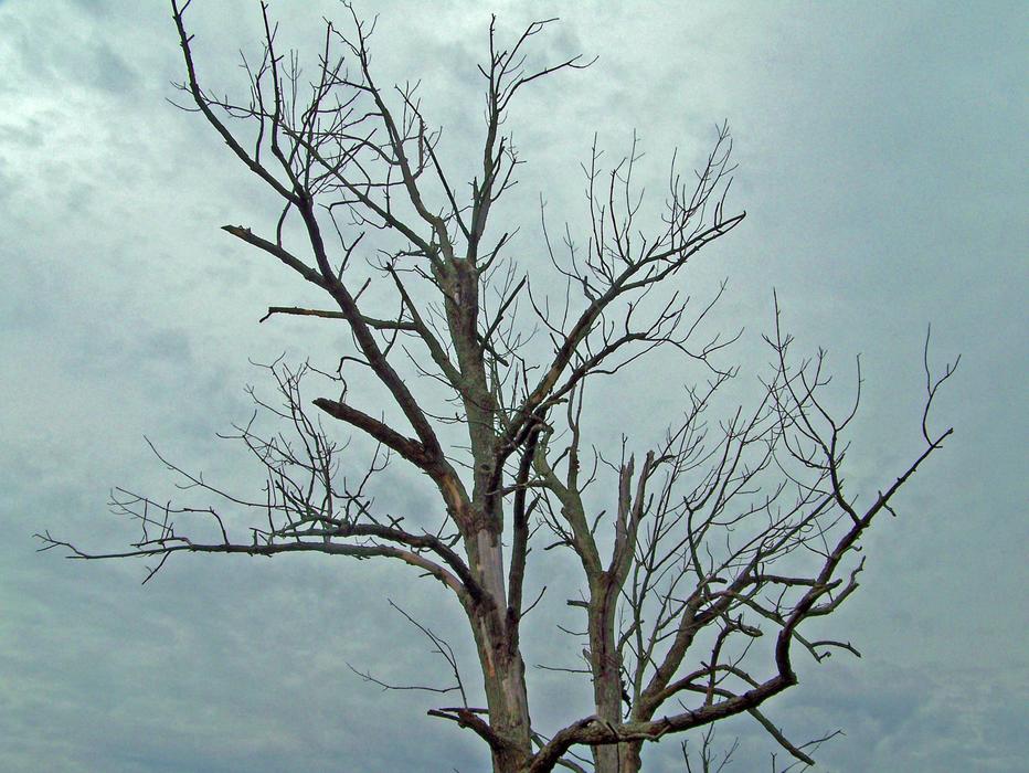 Tree Dead and sky