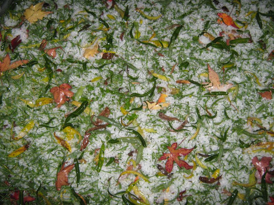 Hail and fall Leaves on grass