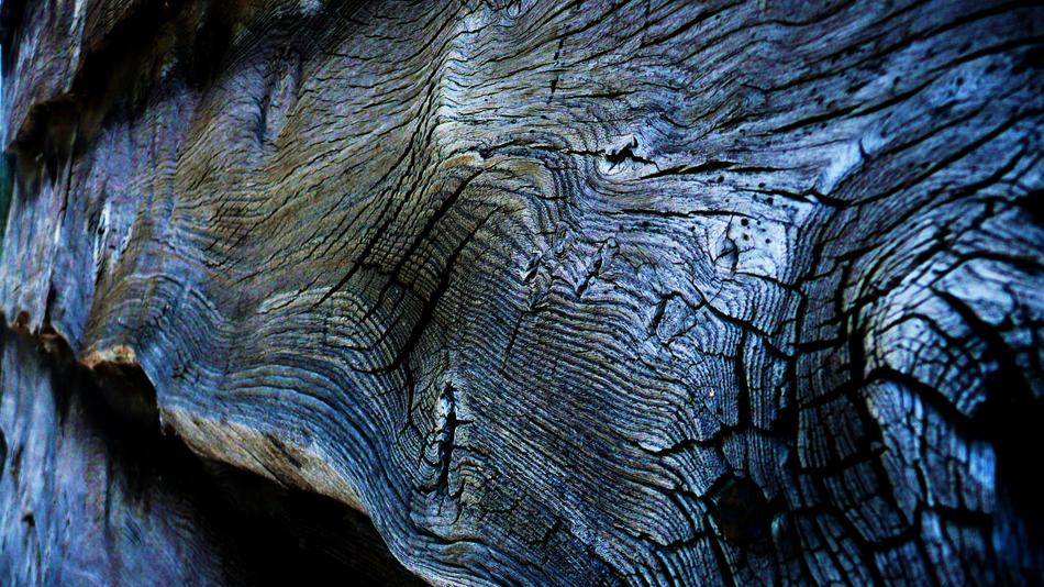 macro photo of a burnt log
