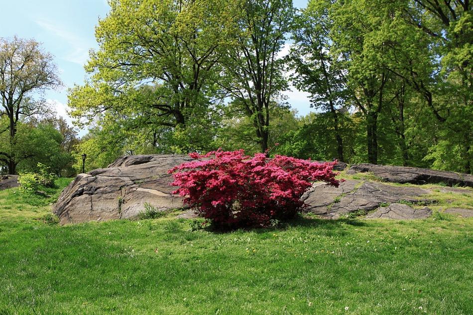 Park Tree flowers