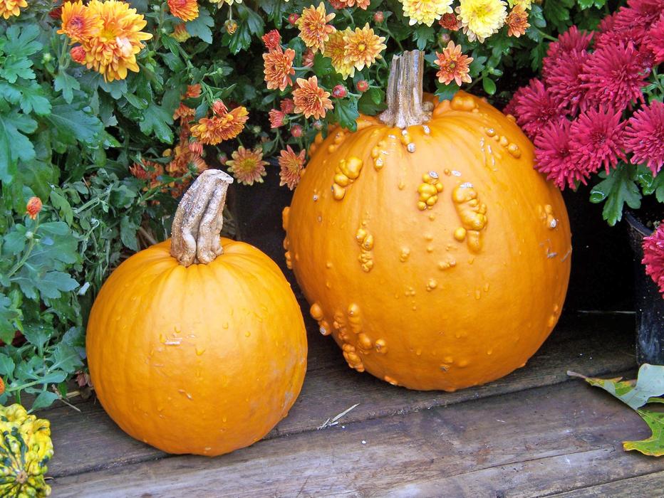 smooth and pimpled pumpkins