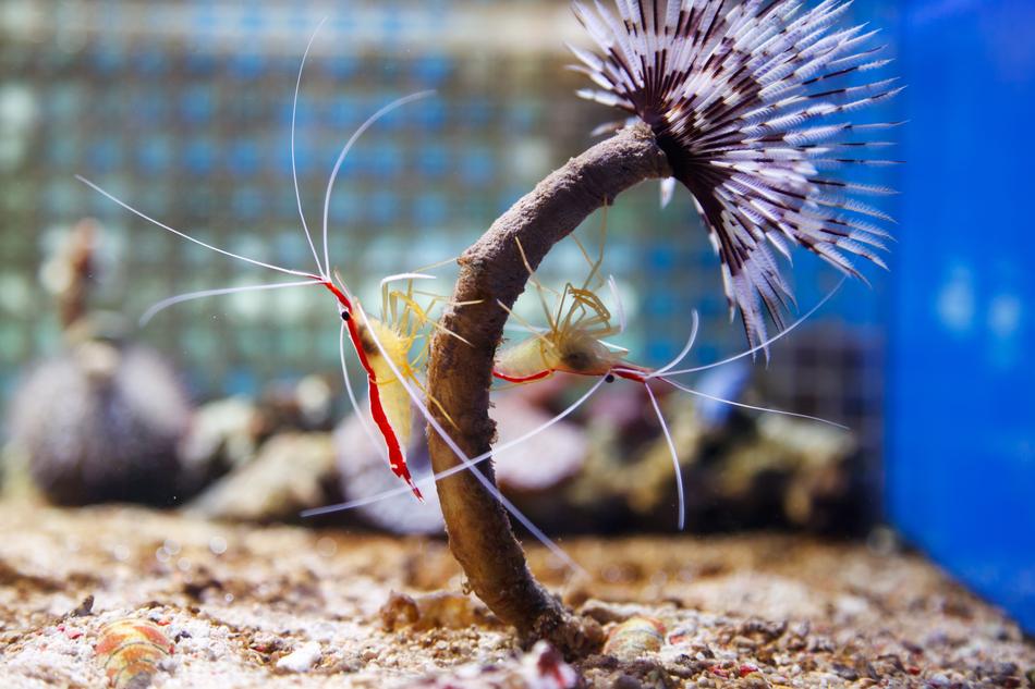 Northern Cleaner Shrimp flower