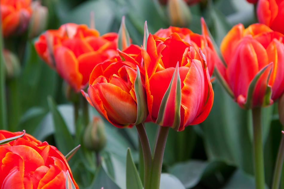 red Beauty tulips