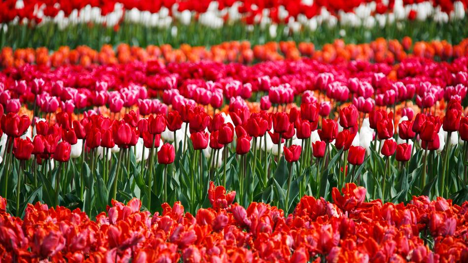 incredibly beautiful Flower Bed, holland