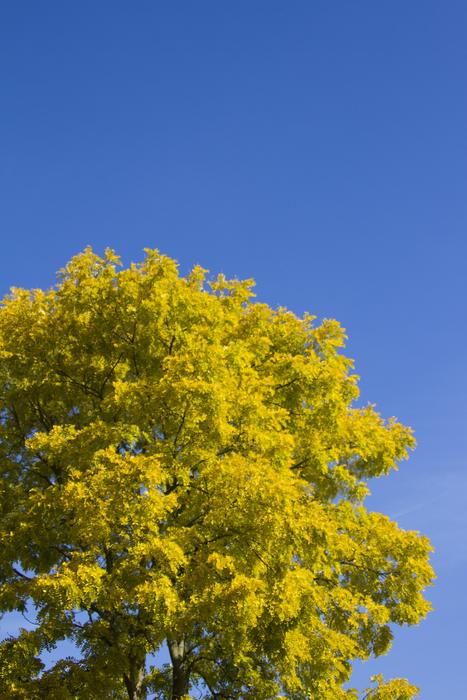 green autumn tree on blue sky background