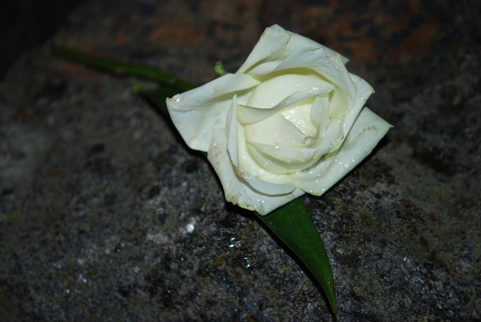 unusually beautiful White Rose Flower