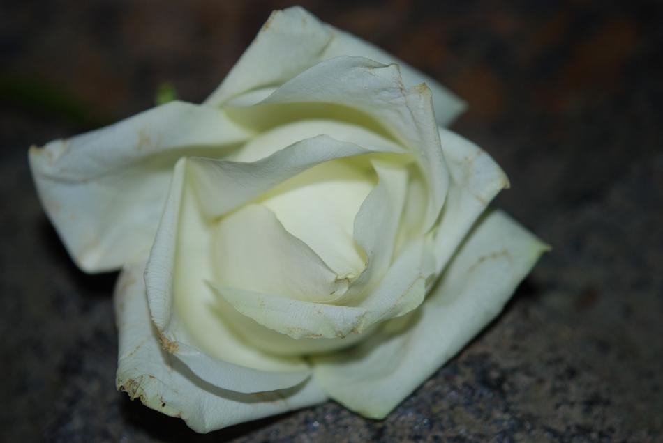 unusually beautiful White rose