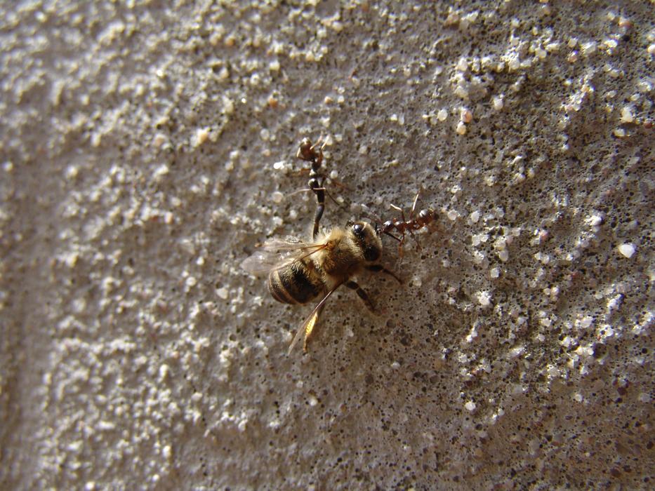 Bee wall