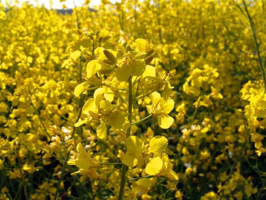 macro photo of yellow rape on the field