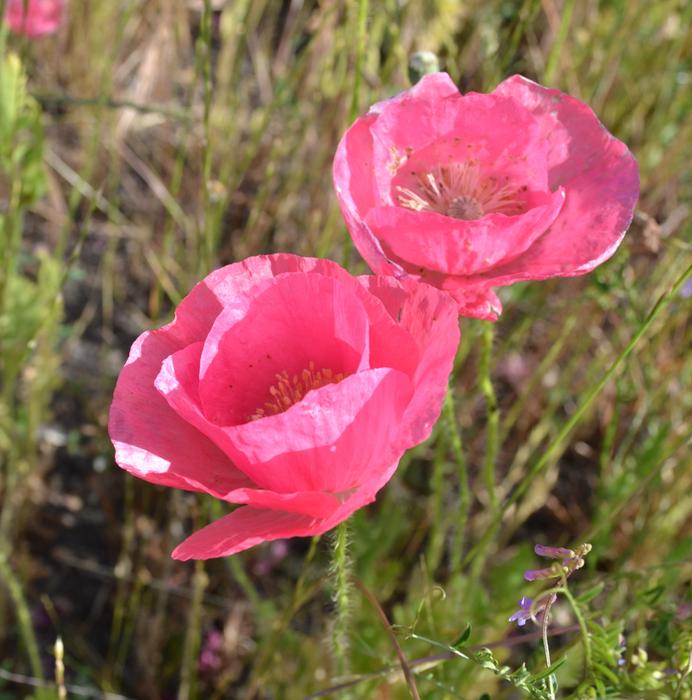 Poppies Iceland flowers