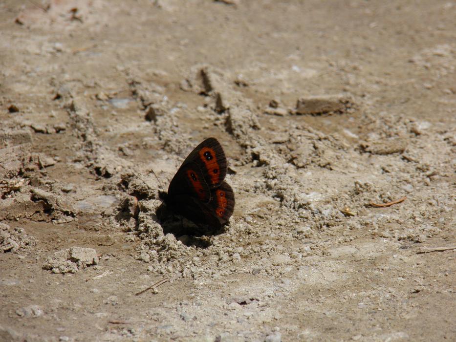 Butterfly on sand