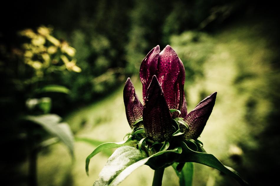 ravishing Flower Purple