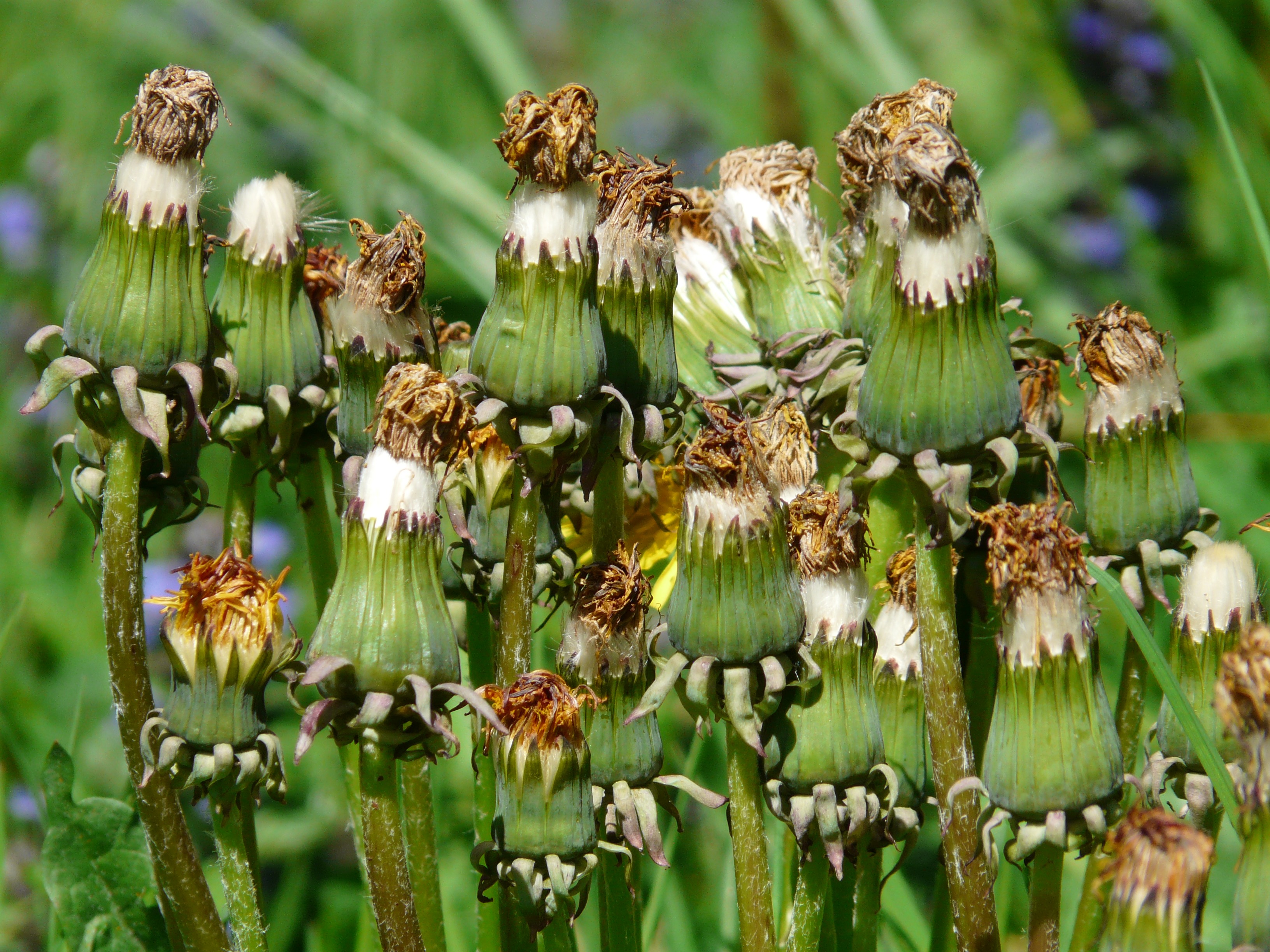 Common Dandelion dry flowers free image download