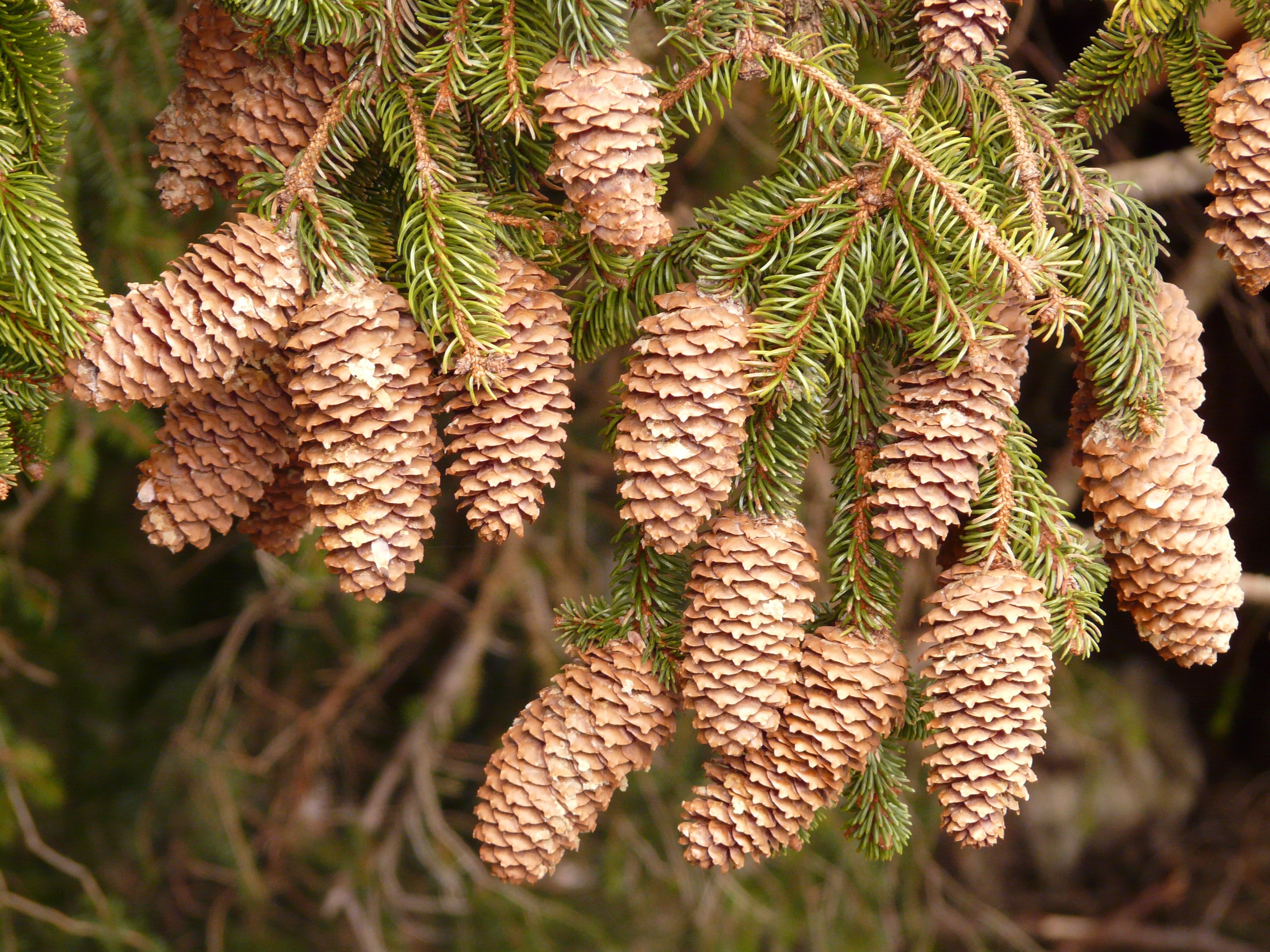 Fir tree. Ель красная Picea Rubens. Пихта Семенова. Picea Abies Mikulasovice. Picea Abies шишки.