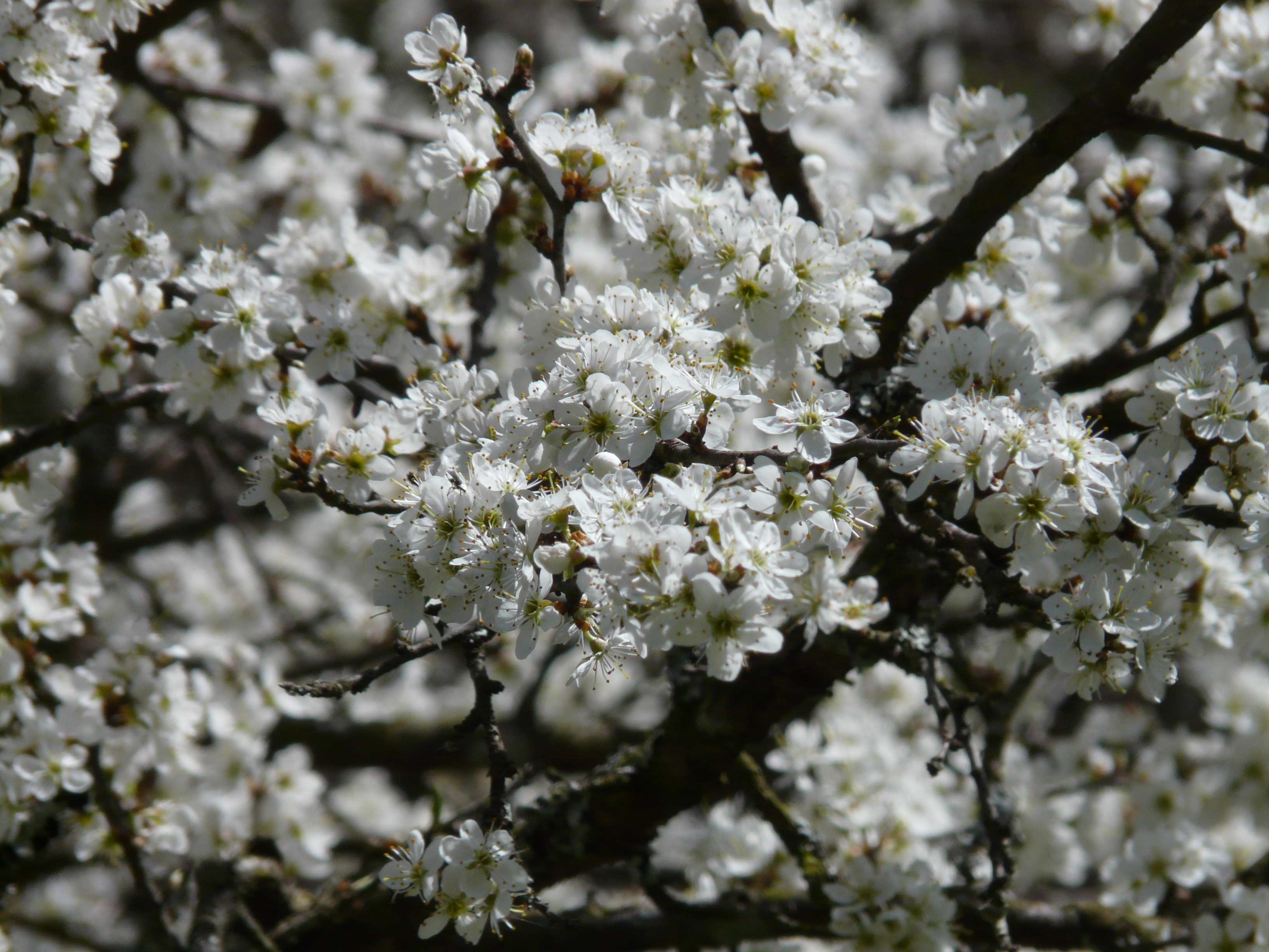 White blackthorn buds, close-up free image download