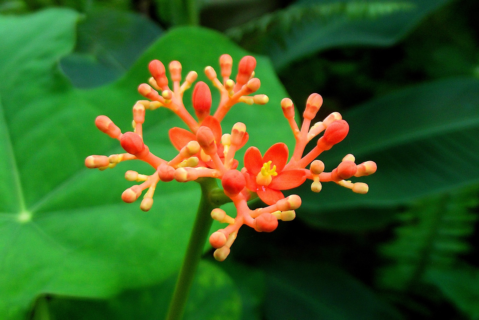 beautiful-red-orange-and-yellow-flowers-and-green-leaves-in-the