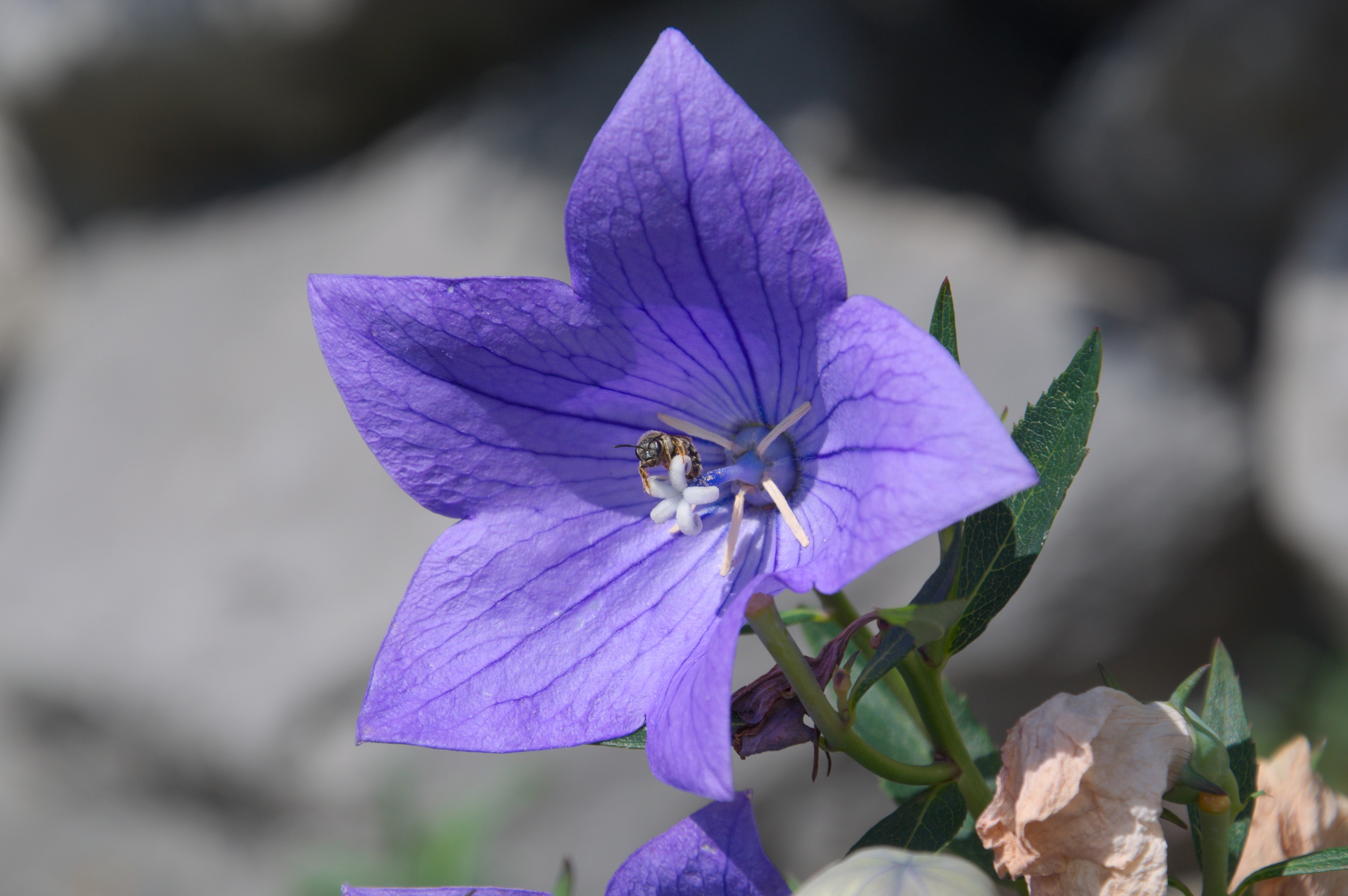 Impressively beautiful Bloom Purple free image download