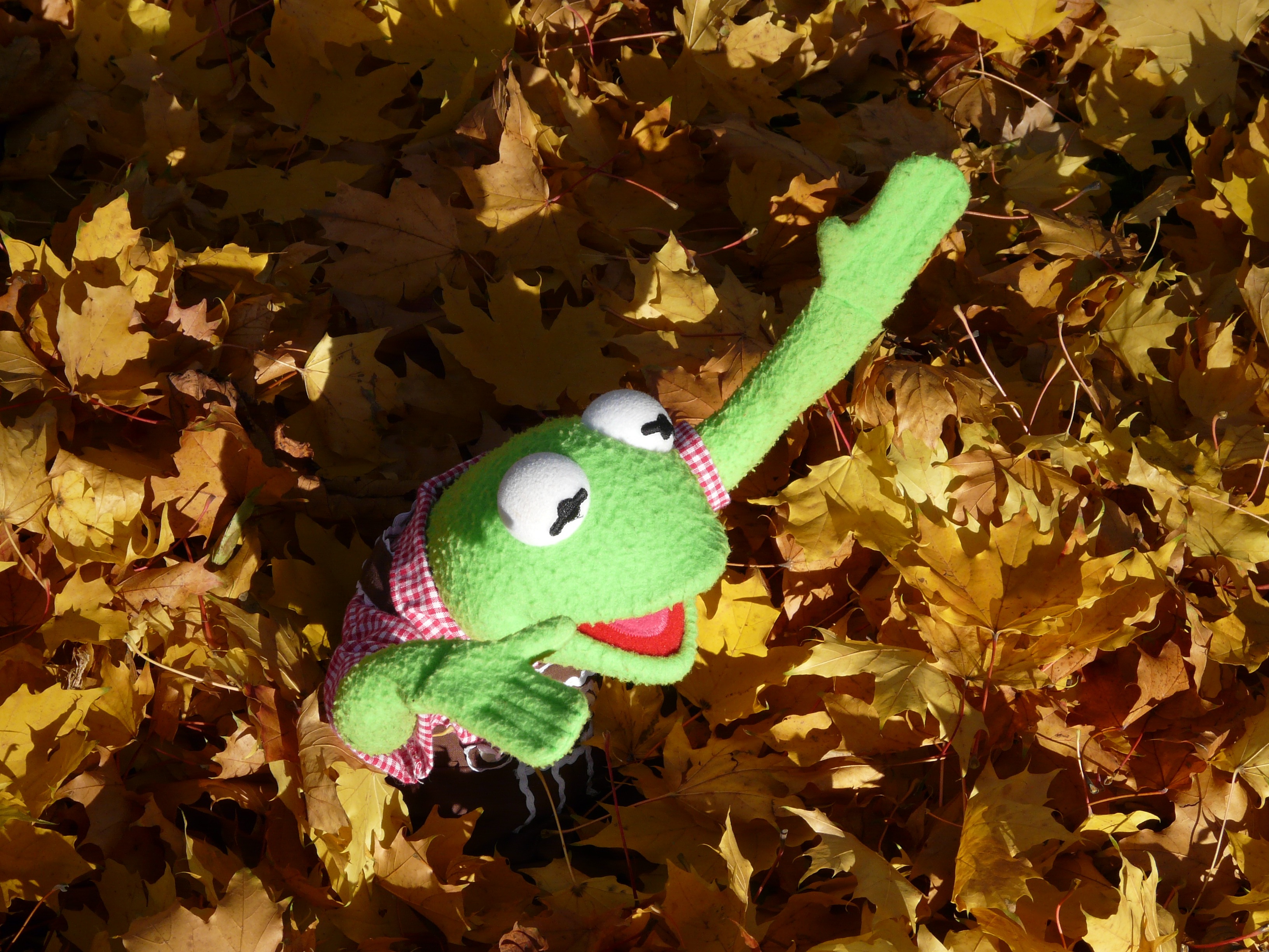 Kermit the frog on yellow autumn foliage free image download