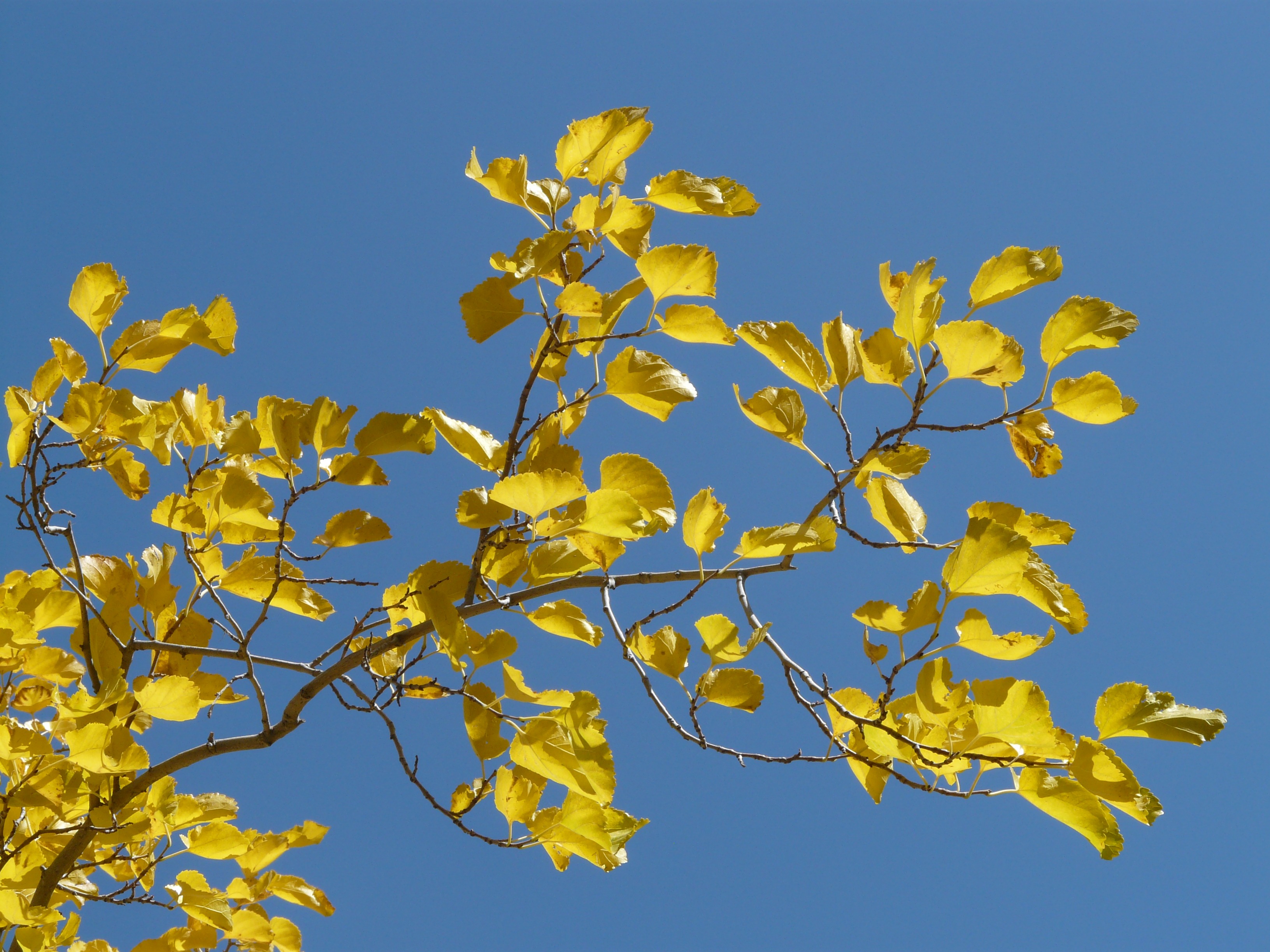 Жёлтый лист осенний Тополь