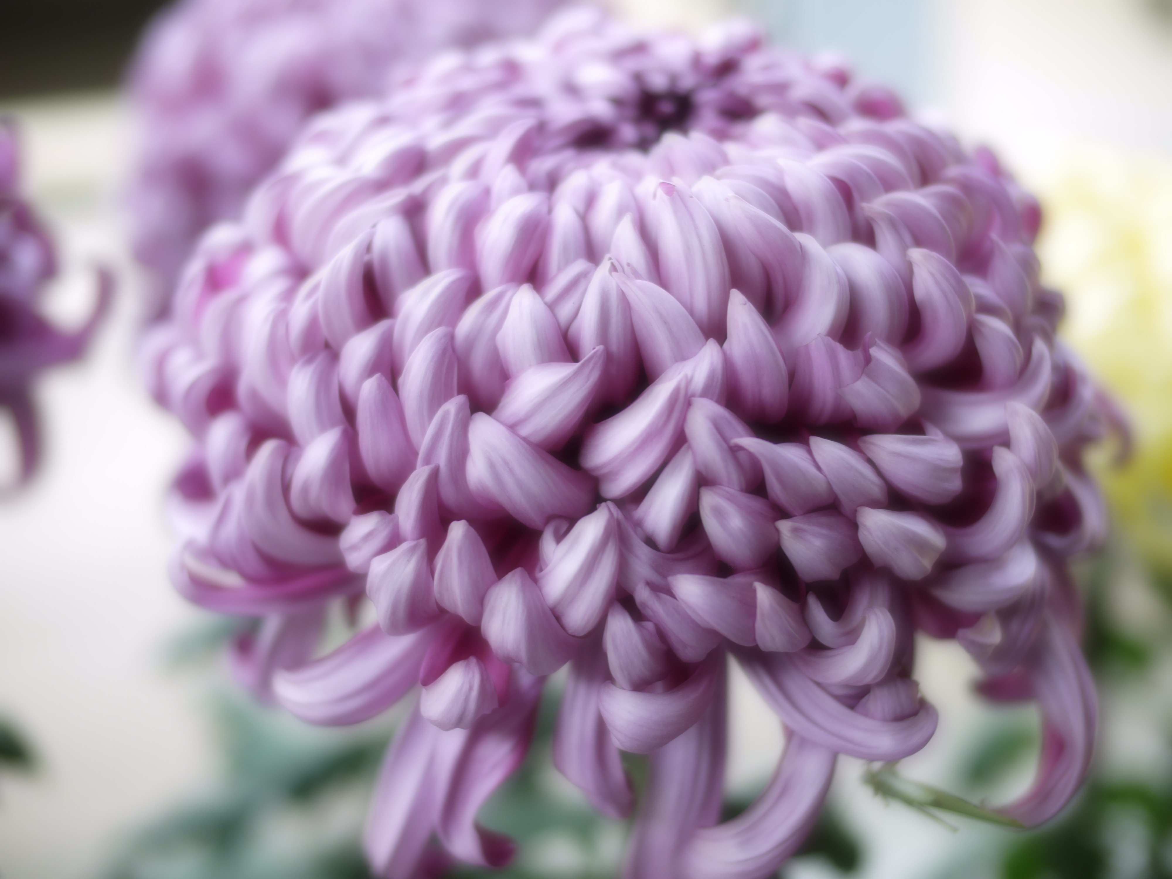 пурпурная хризантема фото