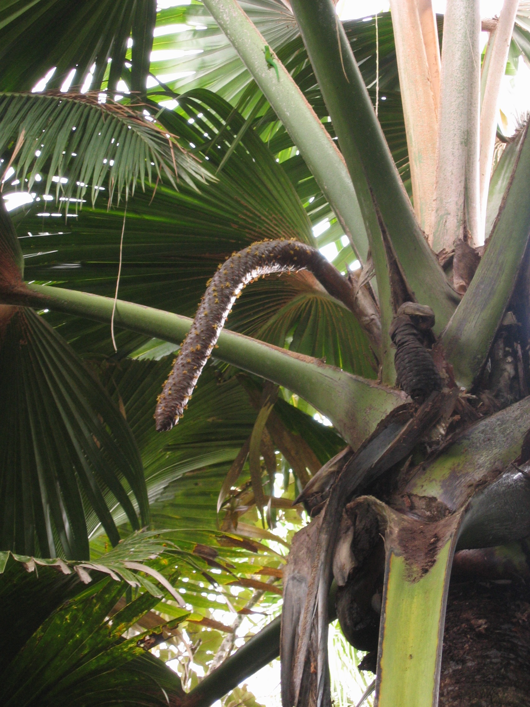 What Did The Hurricane Say To The Coconut Palm Tree