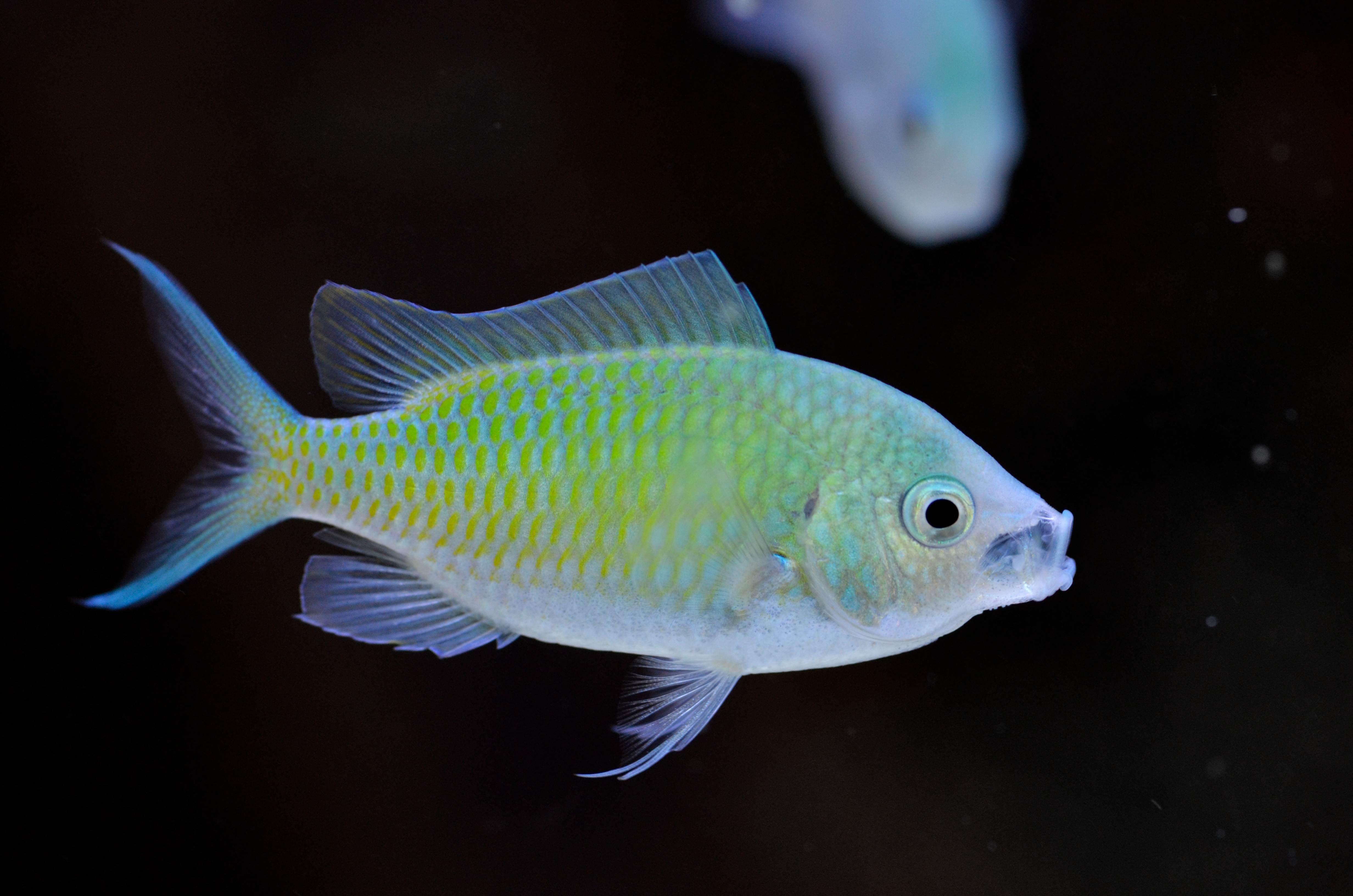 Зеленая рыба. Хромис зеленый Chromis viridis. Хромис морская рыбка. Хромис виридис рыба. Хромис зеленый , m /Chromis viridis.