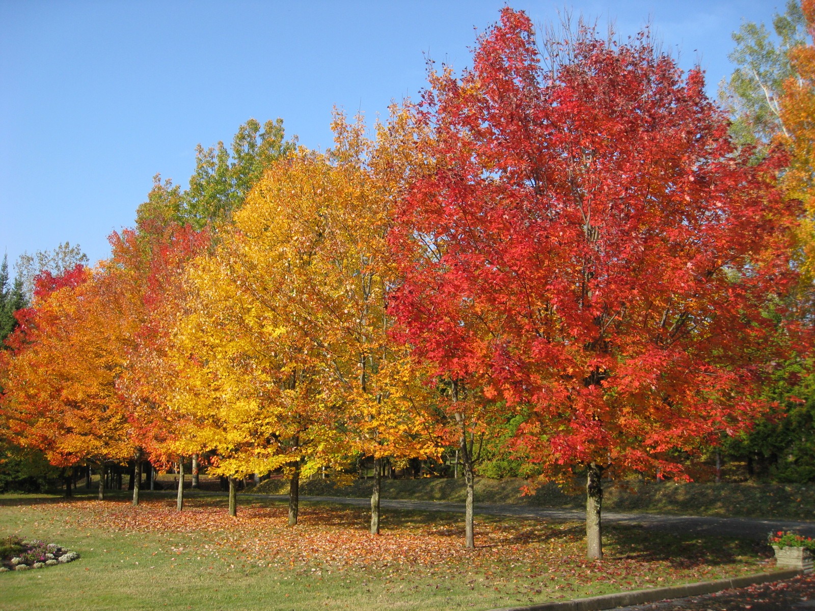 Fall Tree Leaves free image download