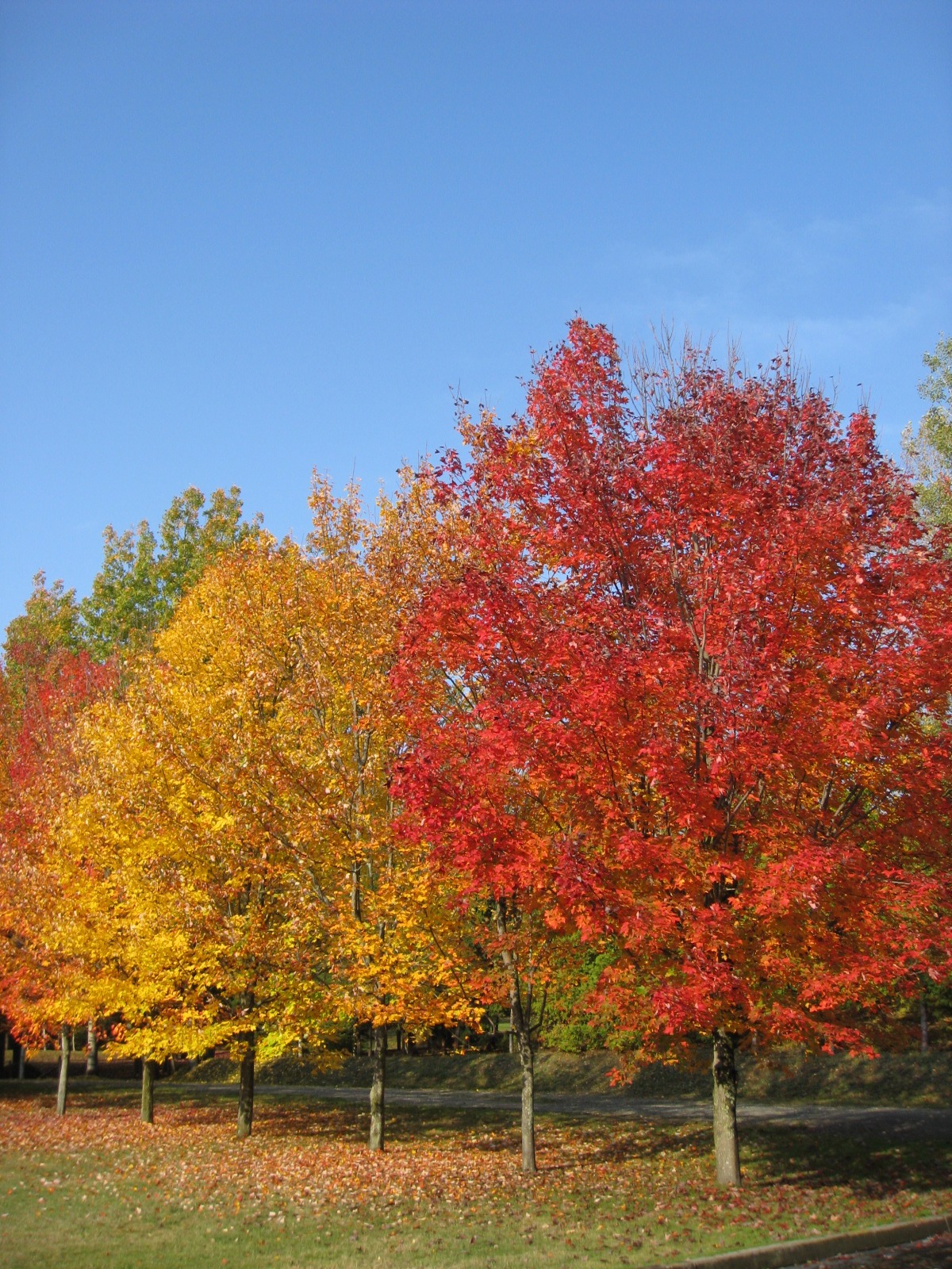 Autumn Tree Colors free image download