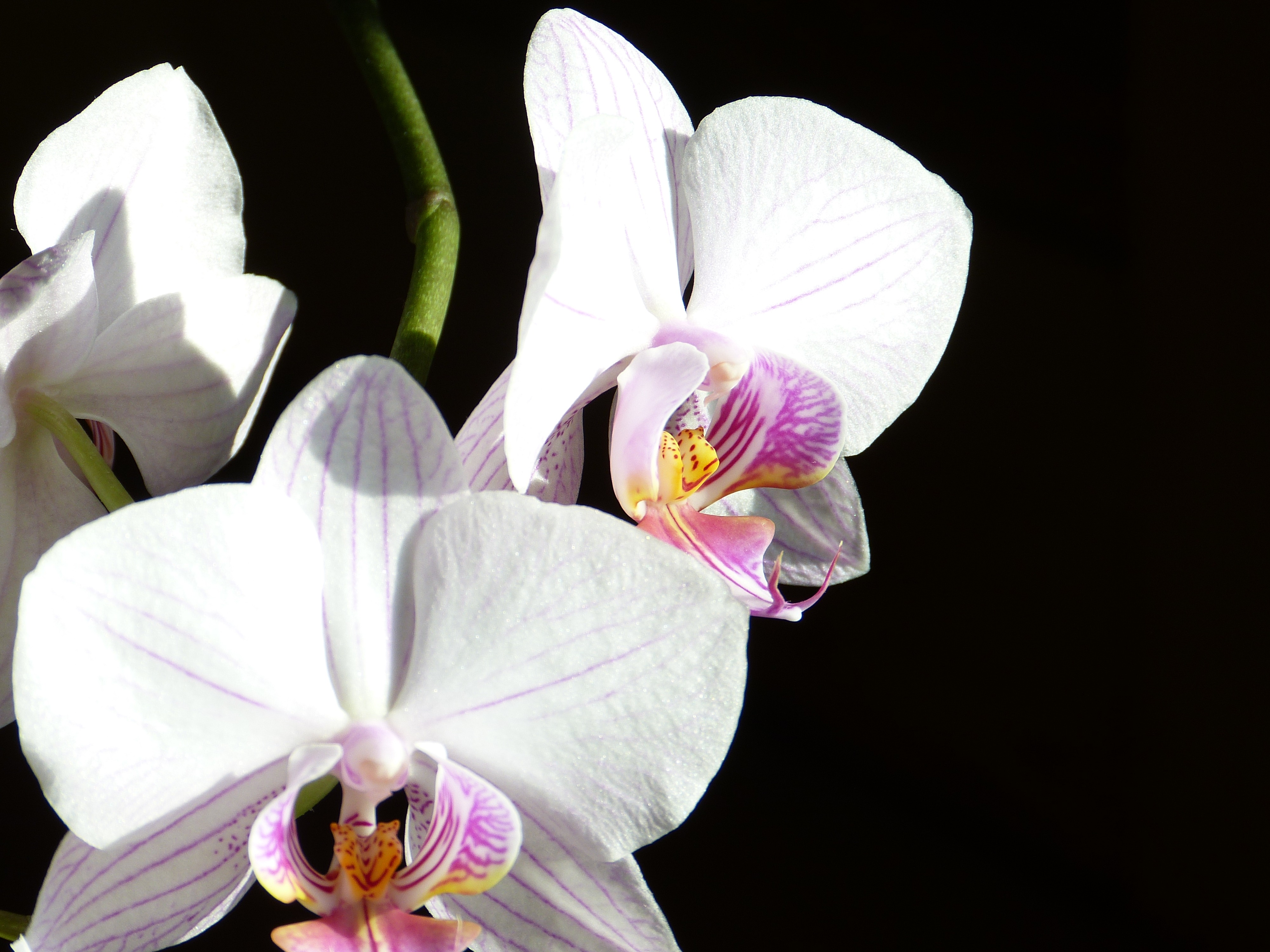 Орхидея майя бабочка фото и описание