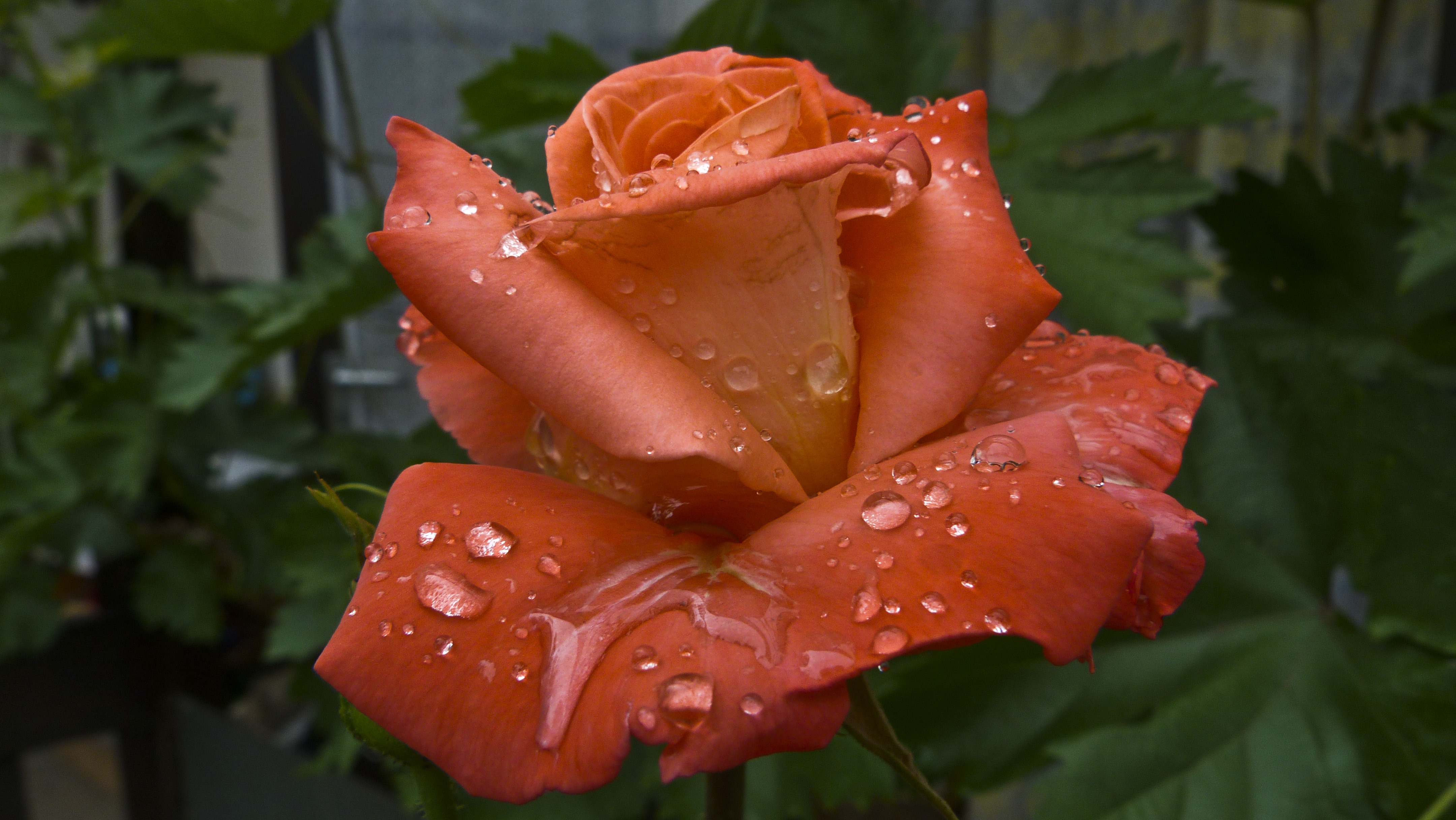 Оранжевые розы в росе или после дождя