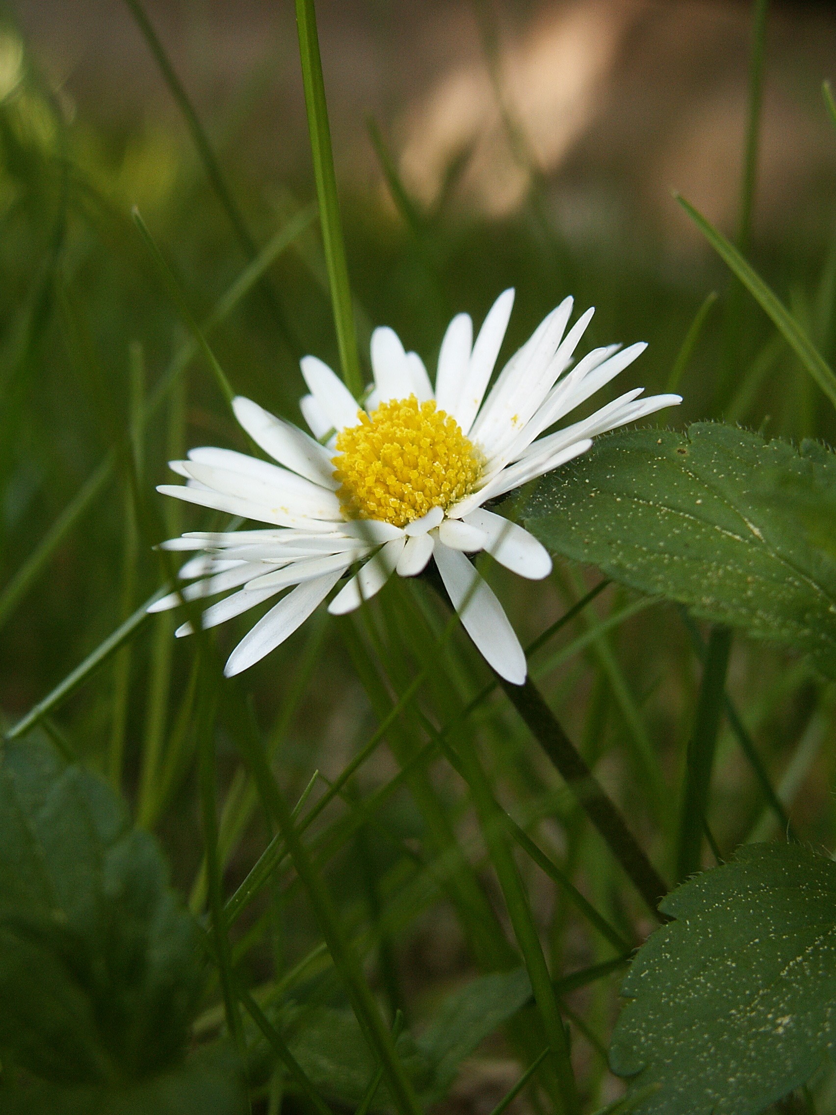 Daisy растение