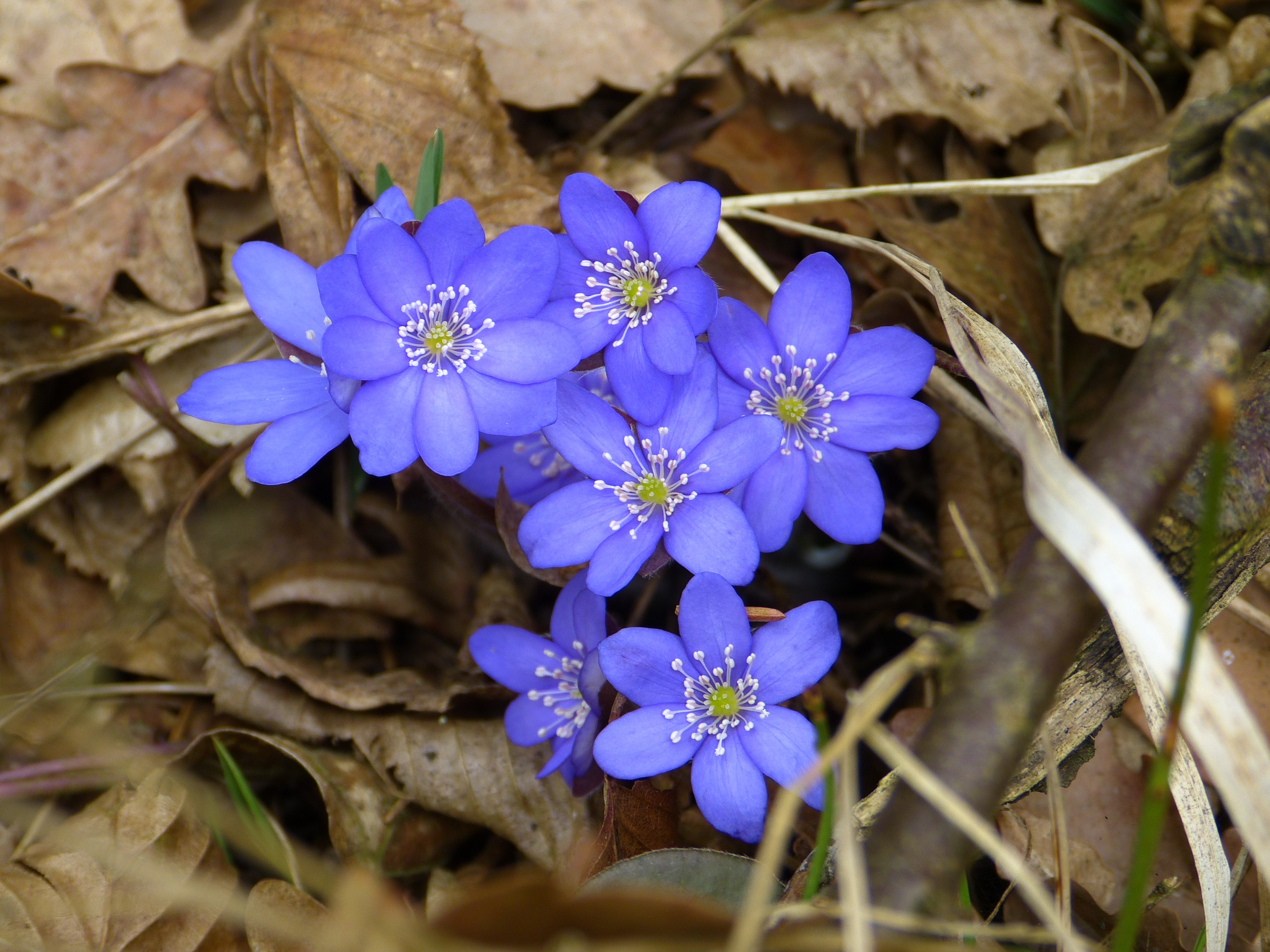цветы цветущие весной фото и название